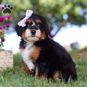 Jessie’s Girl, Mini Bernedoodle Puppy